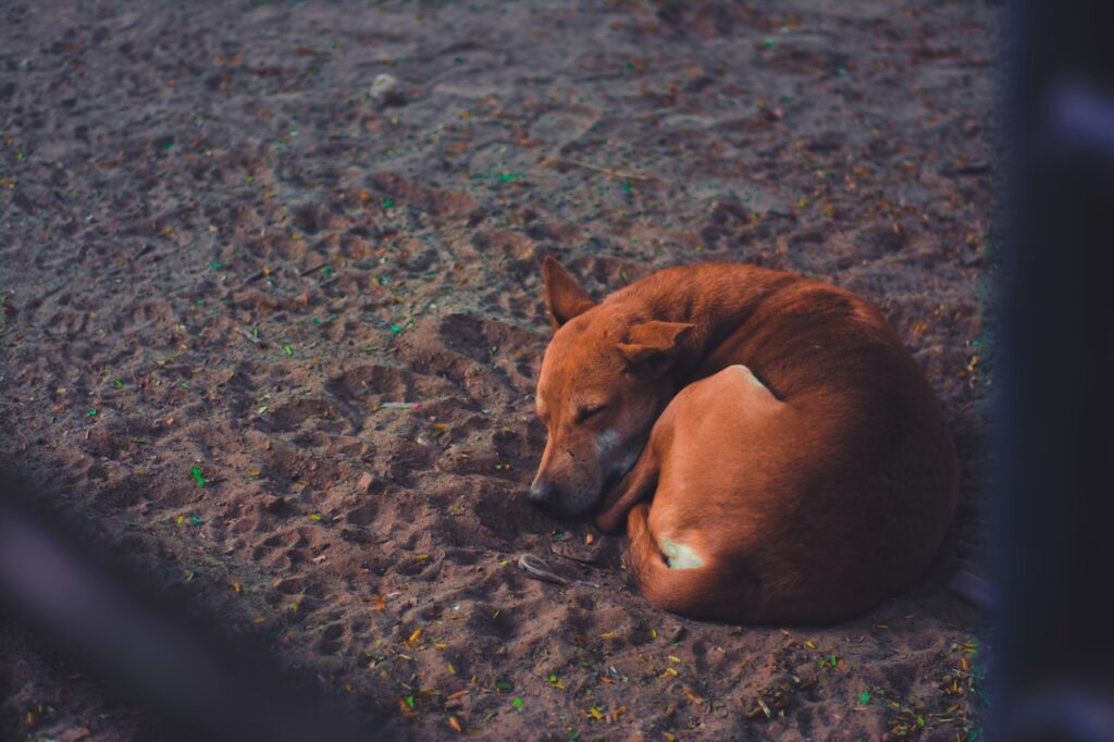 kóbor kutya a homokban
