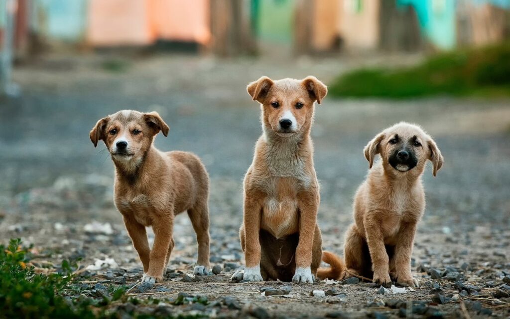 3 kóbor kutya