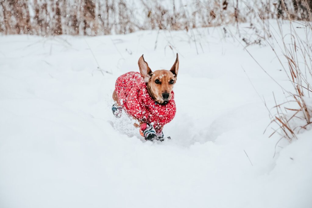 Kutyaruha hóban