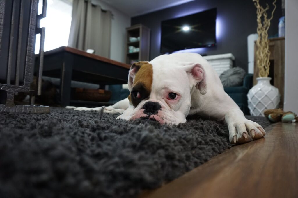 Kutya fekszik a szőnyegen